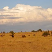  The Serengeti, TZ